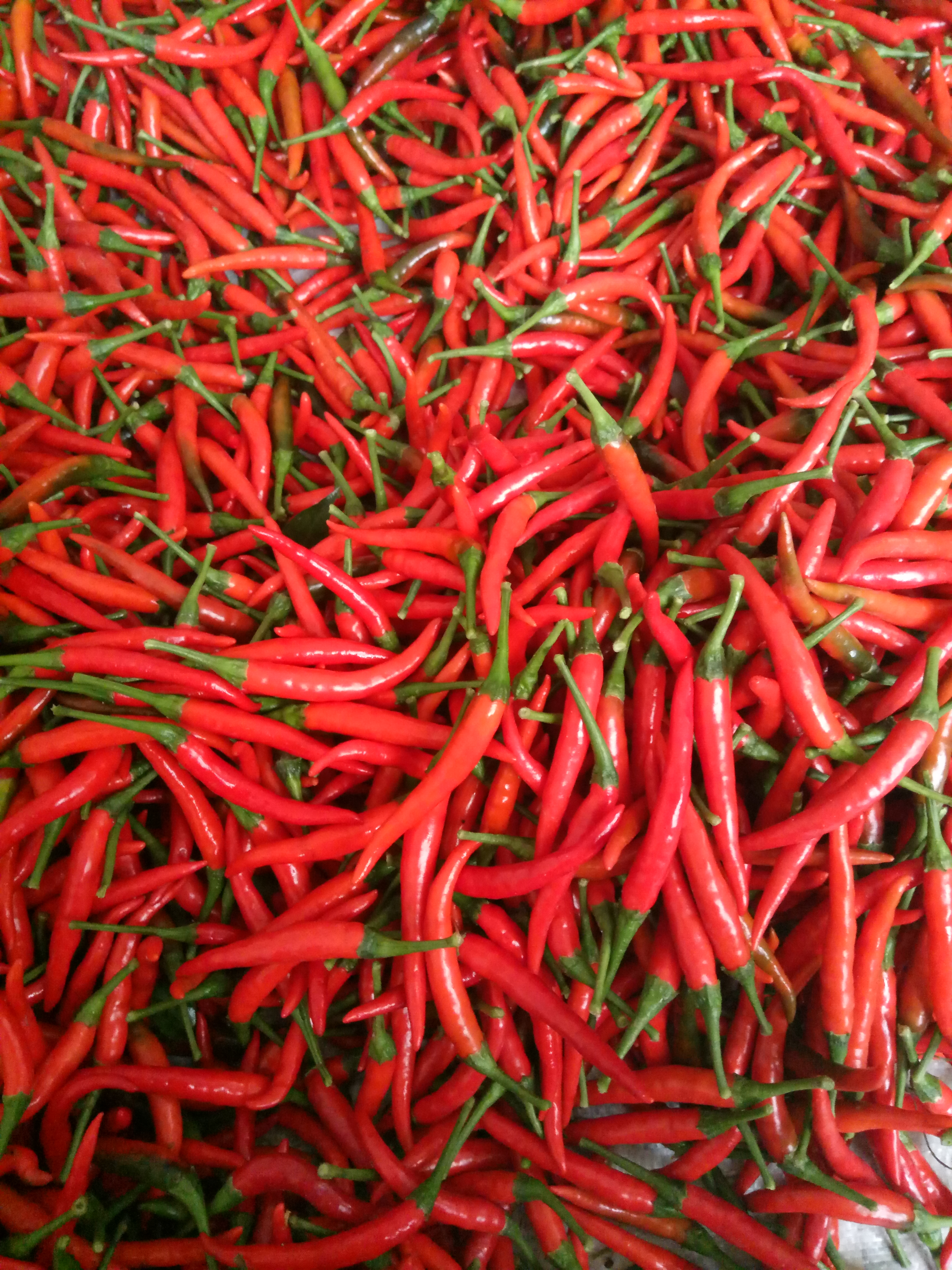 河南安阳市内黄县米椒 5~10厘米 红批发_骈石丁供应_一亩田农业网