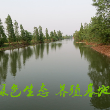 草鱼食用人工养殖活鱼1~2.5公斤