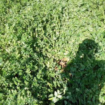 大荚豌豆河北唐山市滦南县_批发_供应-一亩田