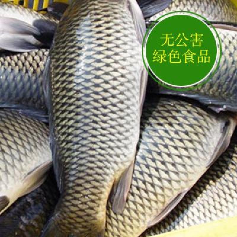 建鲤食用2~3公斤