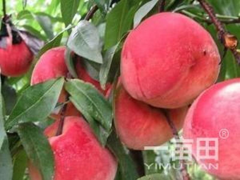 突围桃，四两以上，四两半以上，半斤以上，各种规格均可