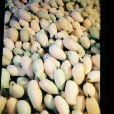 保丰蜜哈密瓜
