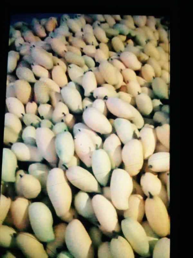 保丰蜜哈密瓜