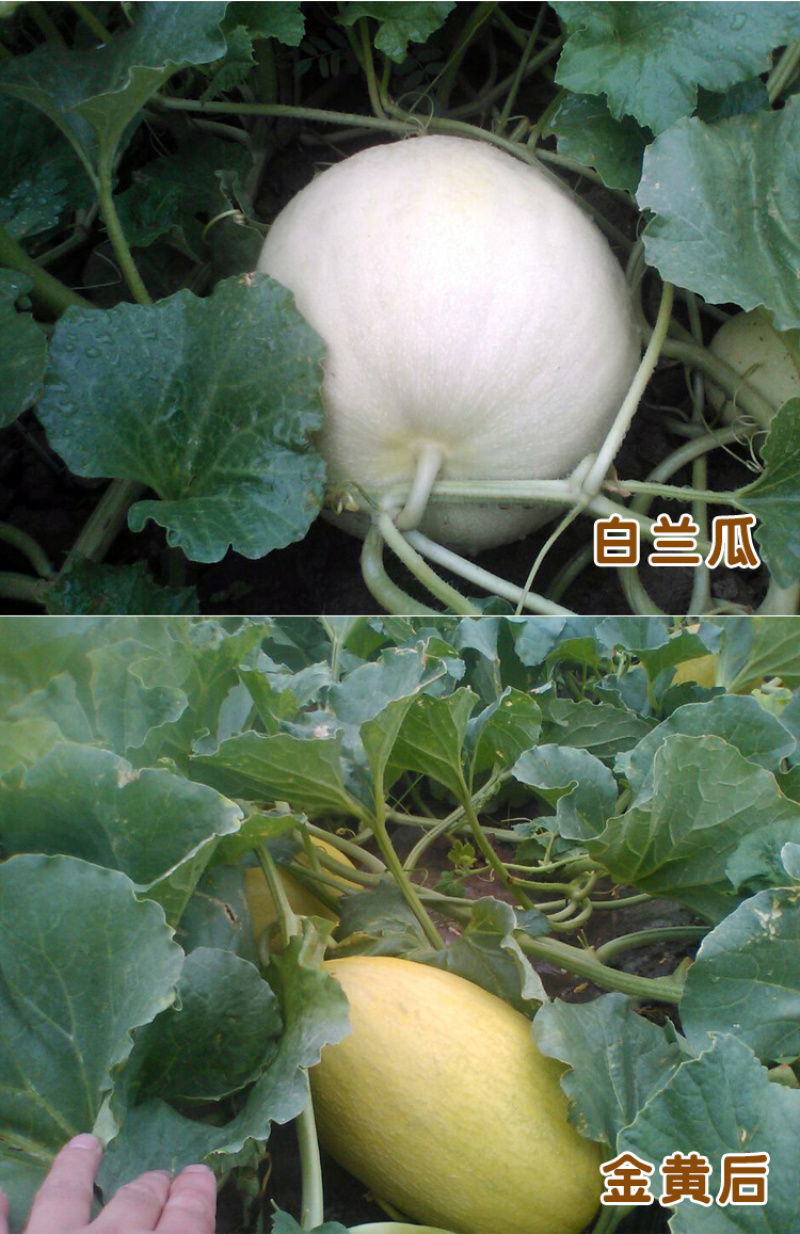 西州蜜瓜5斤以上椭圆形