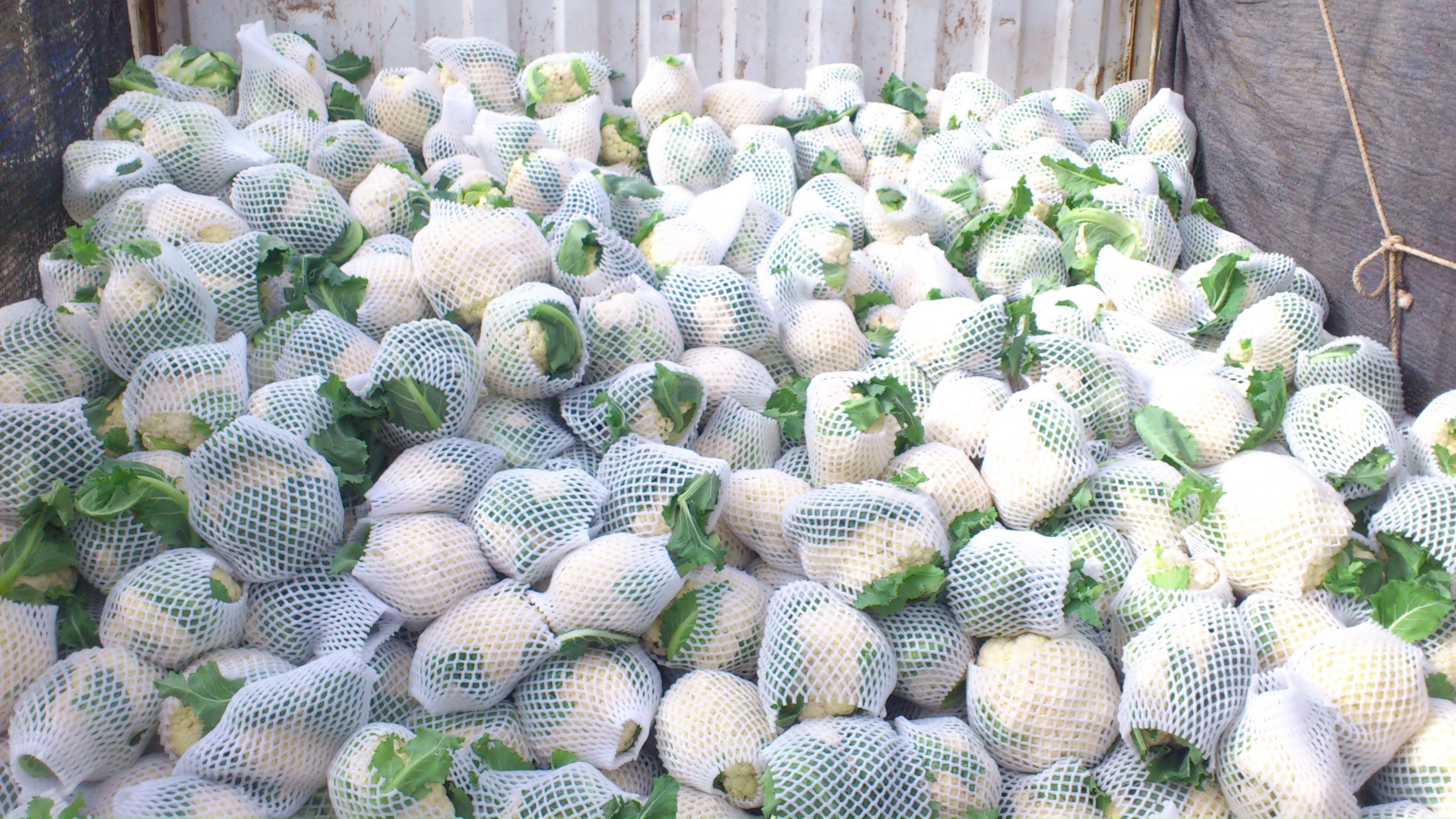 山东青岛市平度市白花菜花 适中 1斤以上批发