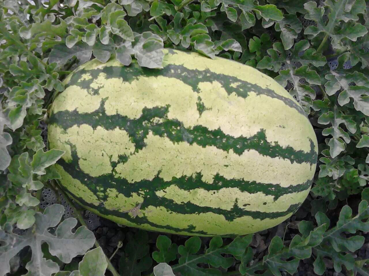 甘肃白银市靖远县硒砂瓜 9成熟 10斤打底批发