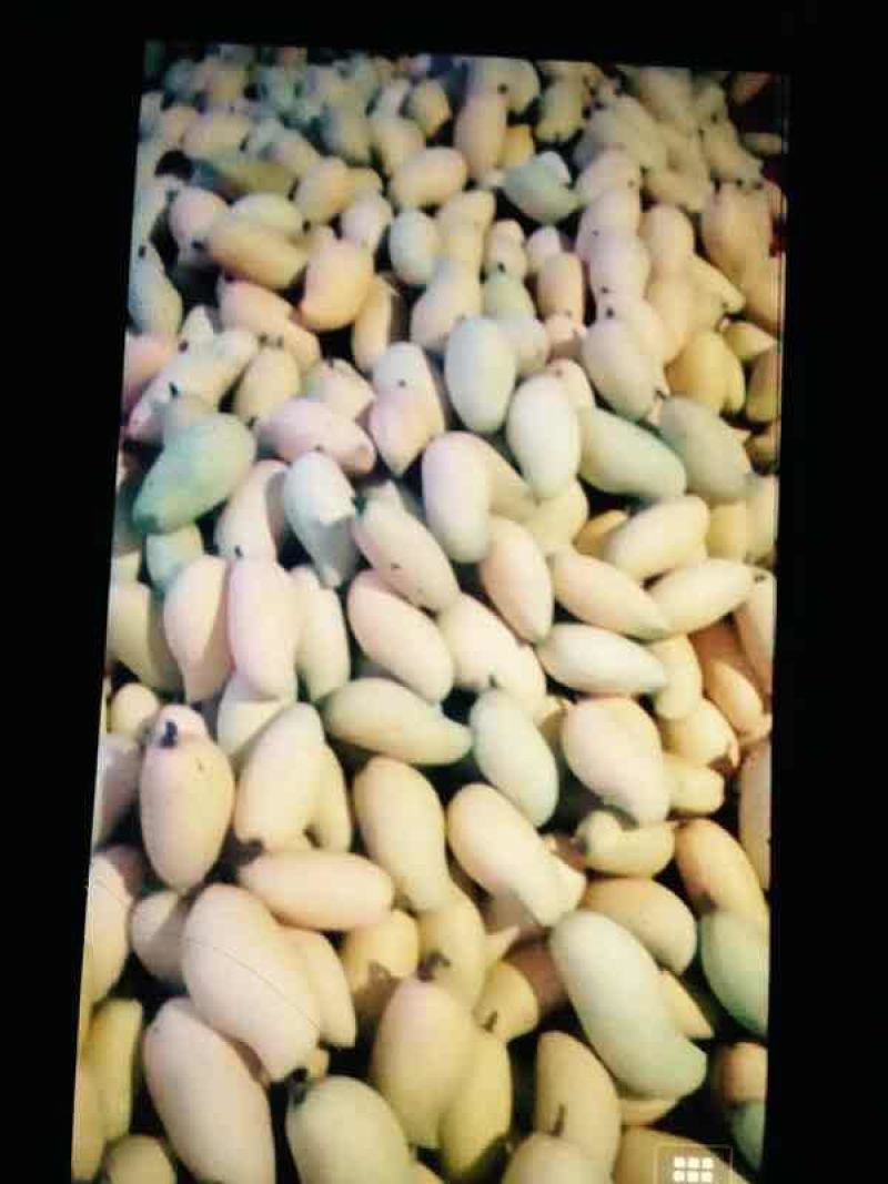 保丰蜜哈密瓜