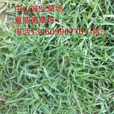 夏威夷草、夏威夷草草皮、台湾草皮、大叶油草皮