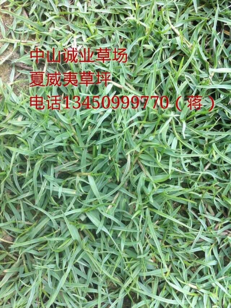 夏威夷草、夏威夷草草皮、台湾草皮、大叶油草皮