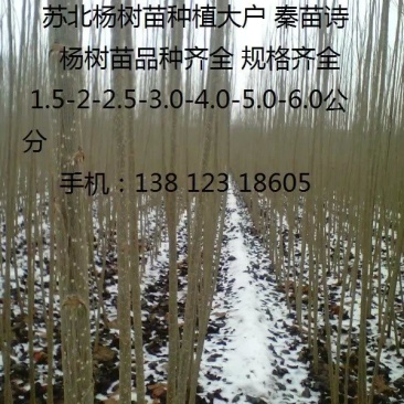 杨树苗