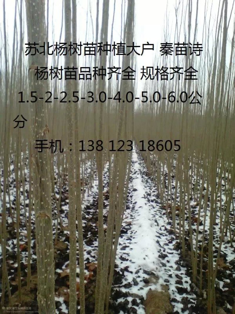 杨树苗