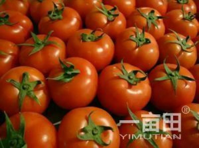 大红硬果