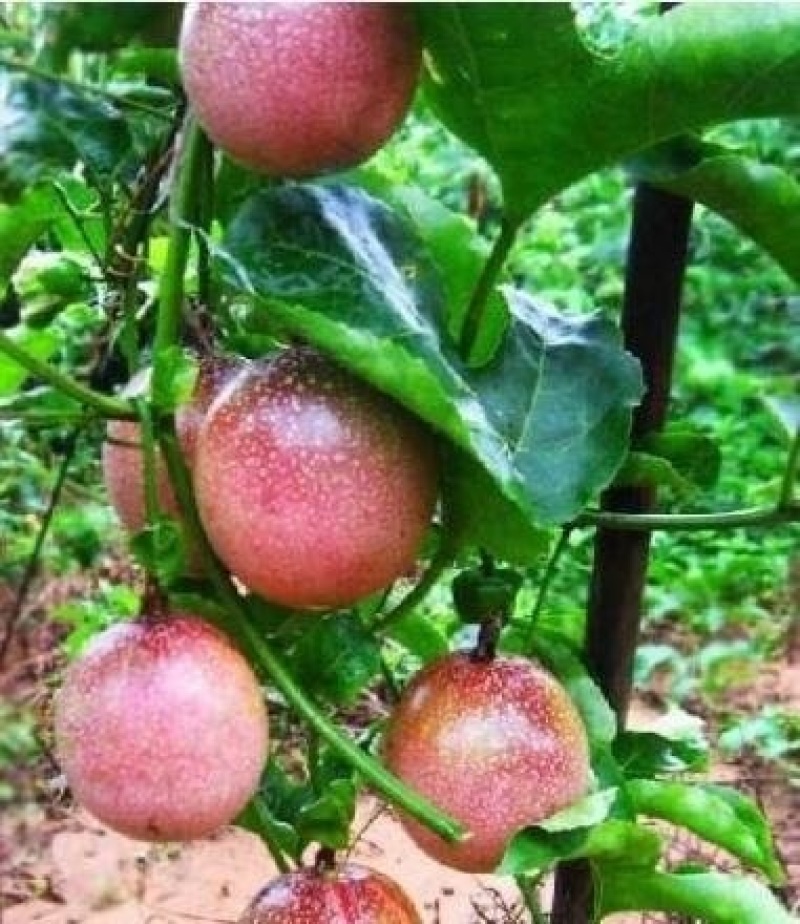 百香果