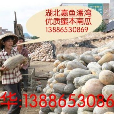 金韩蜜本南瓜