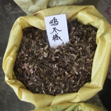 枫树