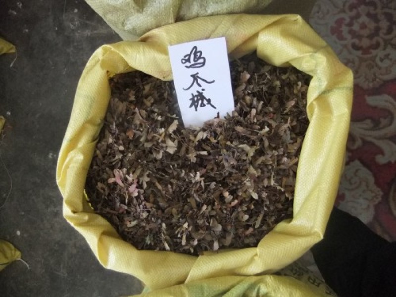 枫树