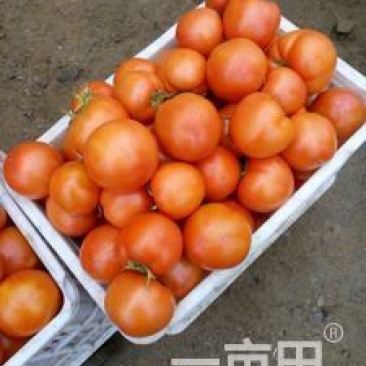大红硬果