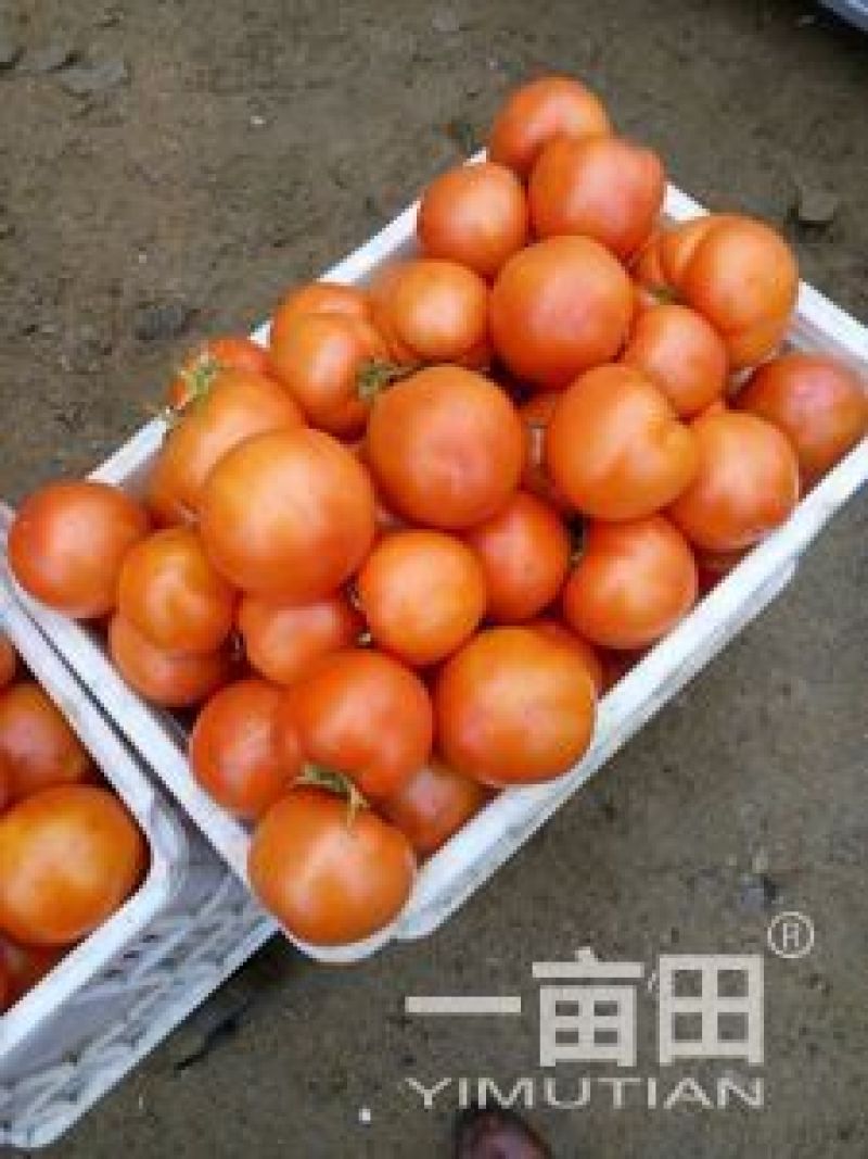 大红硬果