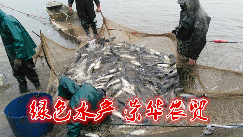 草鱼食用人工养殖活鱼1~2.5公斤