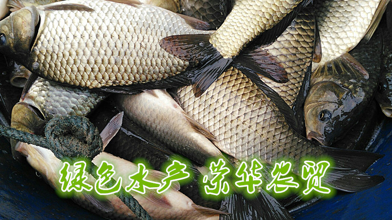 草鱼食用人工养殖活鱼1~2.5公斤