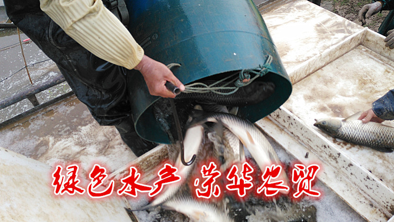 草鱼食用人工养殖活鱼1~2.5公斤