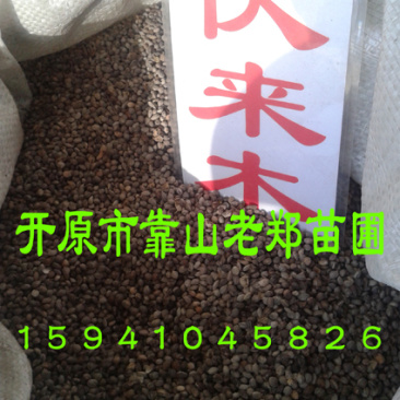 红瑞木种子