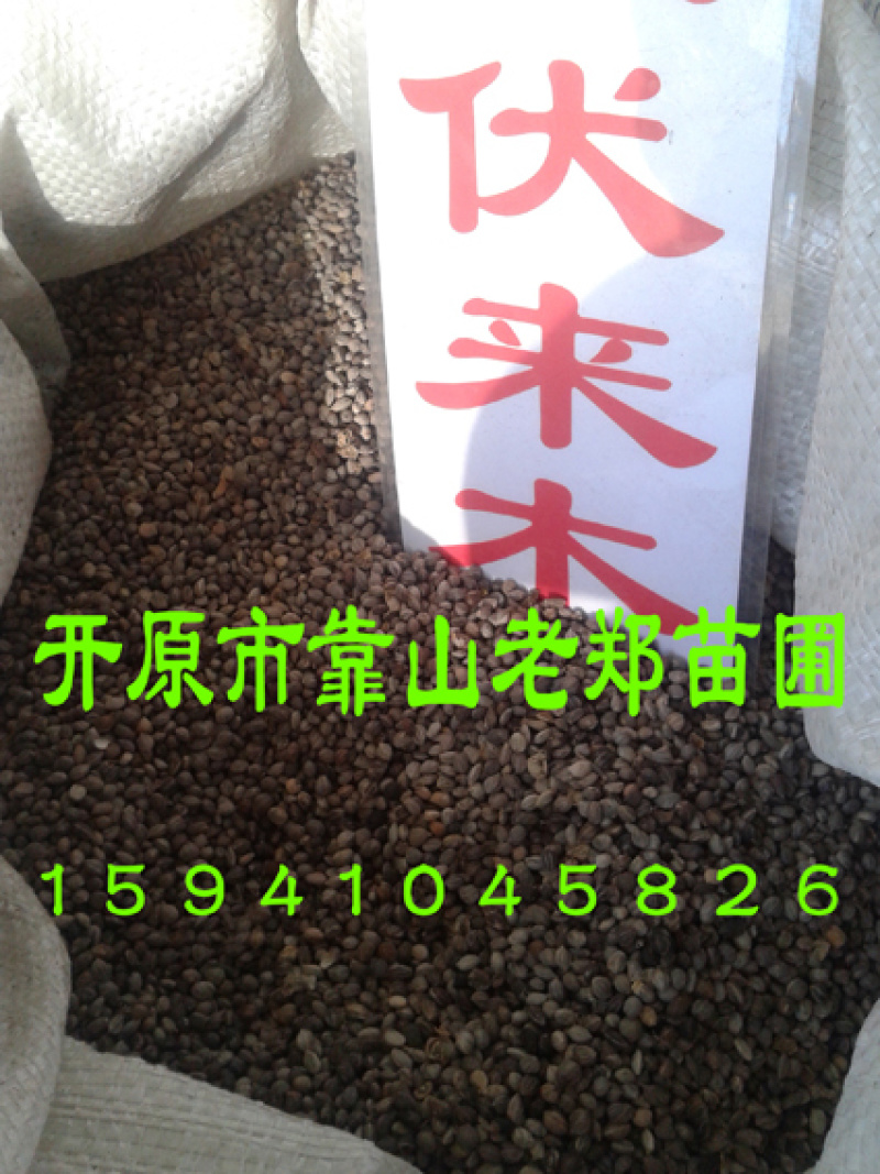 红瑞木种子
