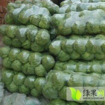 荷兰皮球甘蓝