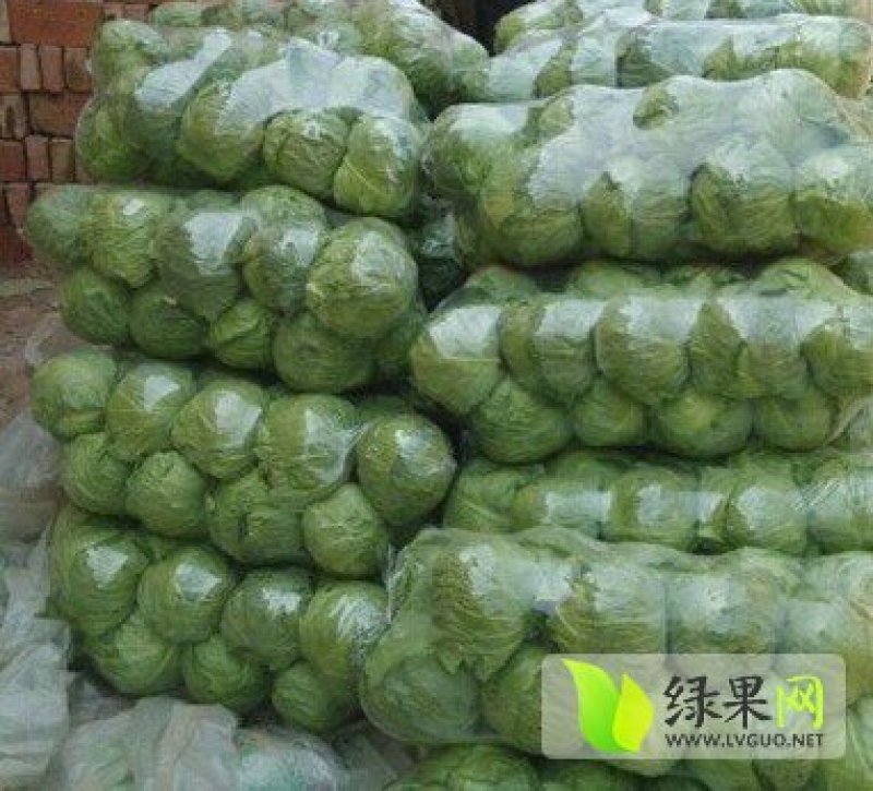 荷兰皮球甘蓝
