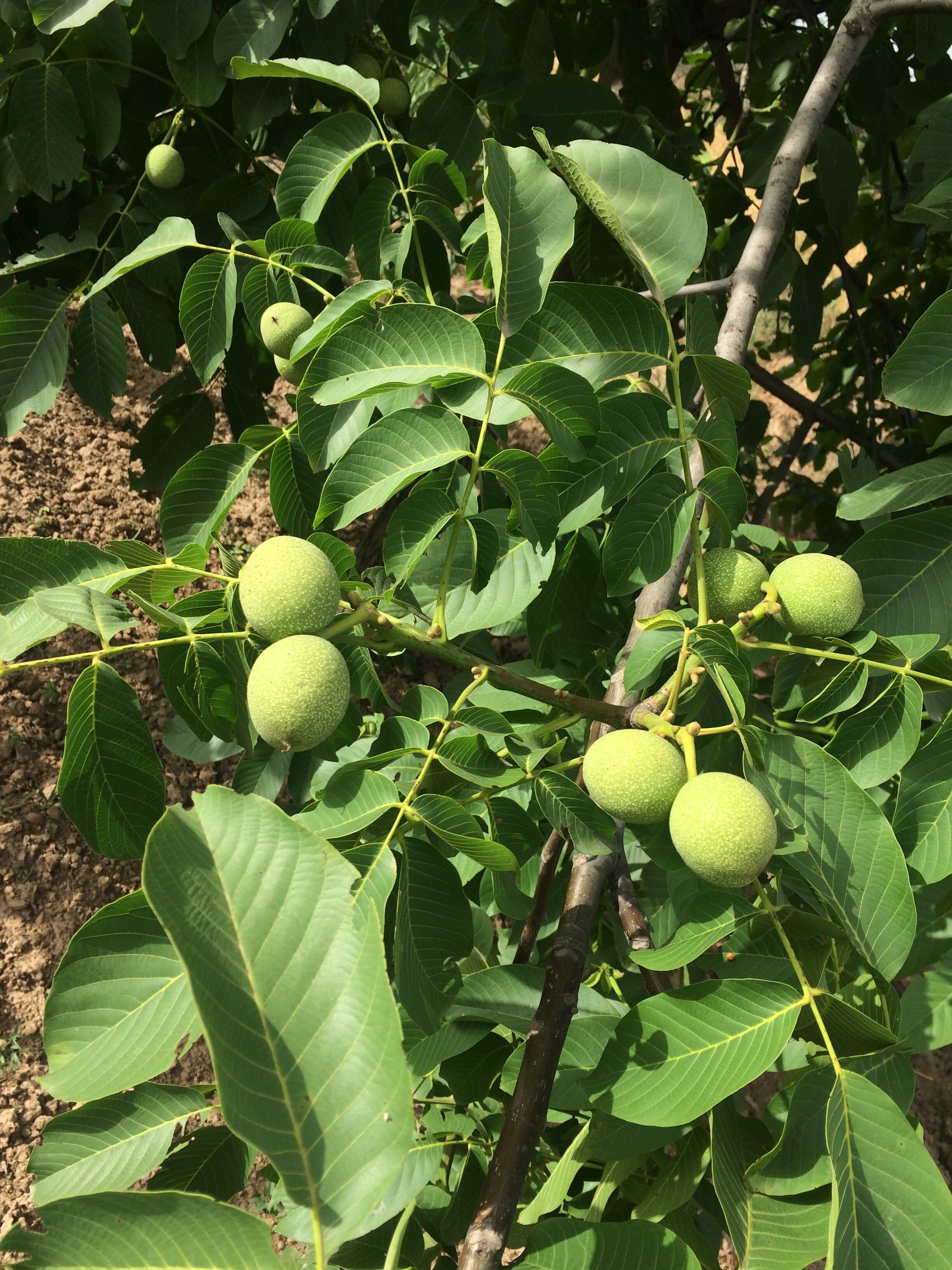 陕西咸阳市彬县青皮核桃 青皮 20mm批发_闫高科供应_一亩田农业网