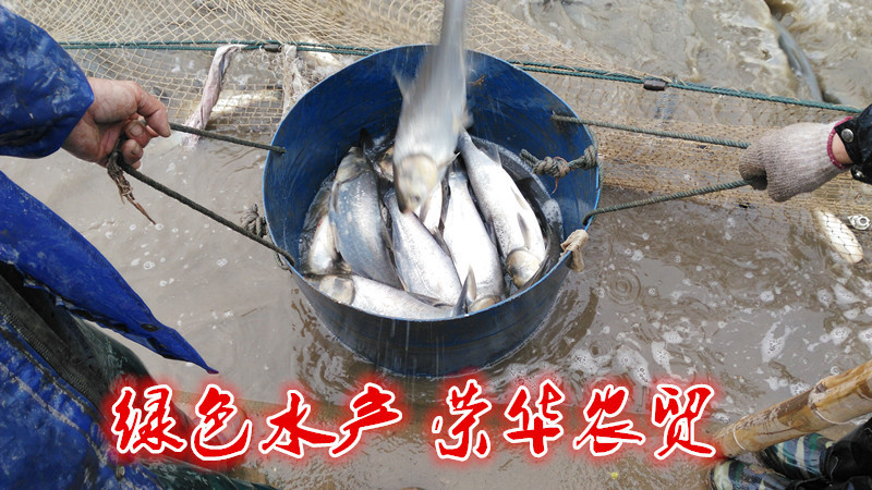 草鱼食用人工养殖活鱼1~2.5公斤