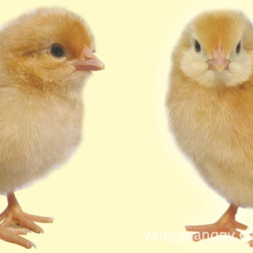 草鸡苗