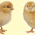 草鸡苗