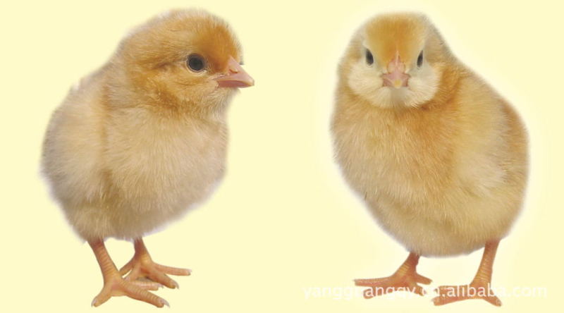 草鸡苗