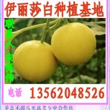 伊丽莎白甜瓜