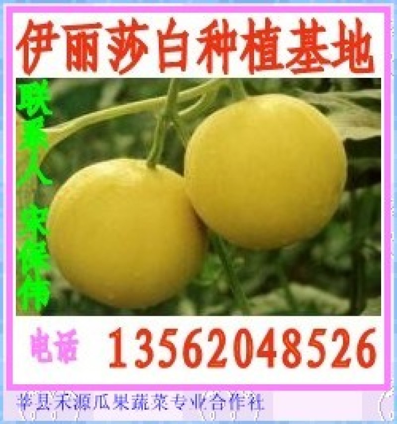 伊丽莎白甜瓜