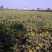 葡萄苗，多品种早、中、晚熟葡萄苗木。