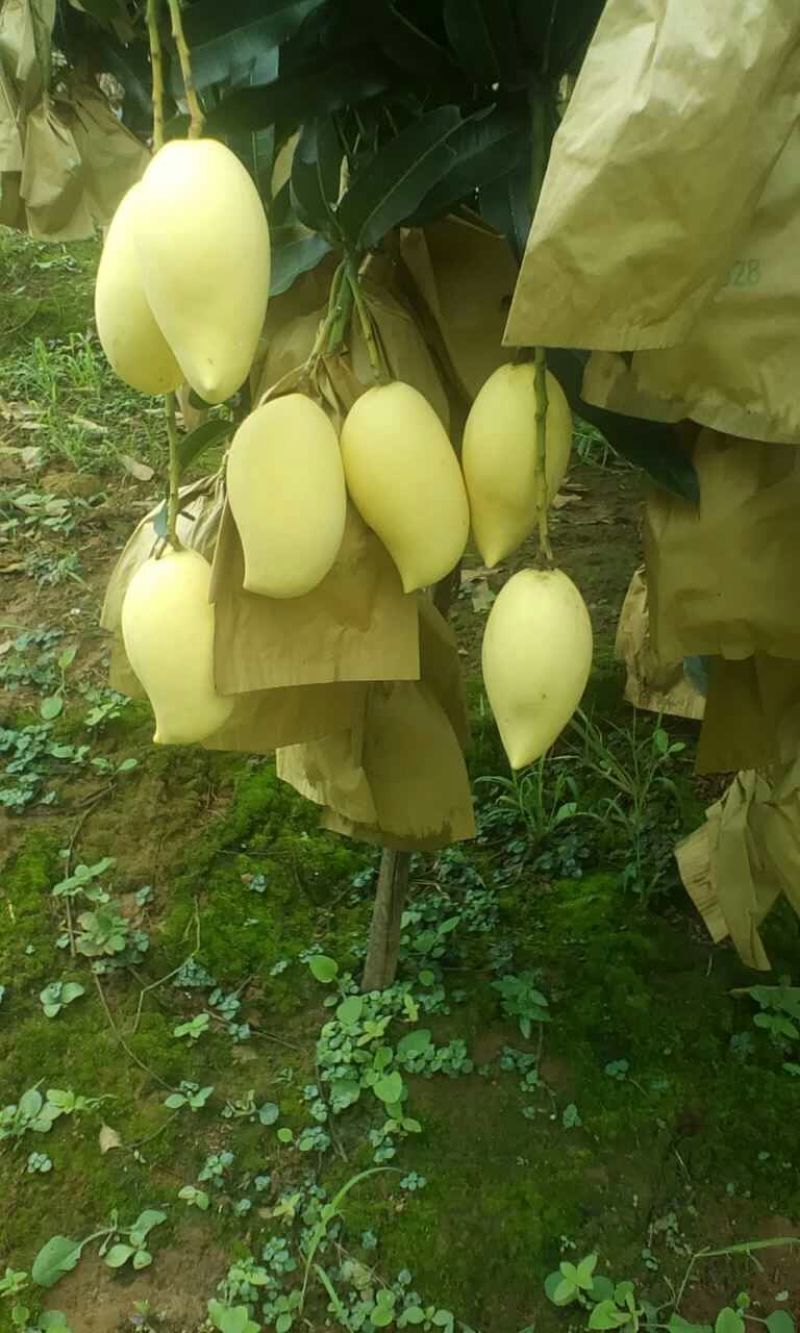 保丰蜜哈密瓜