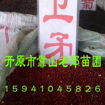 丝棉木种子