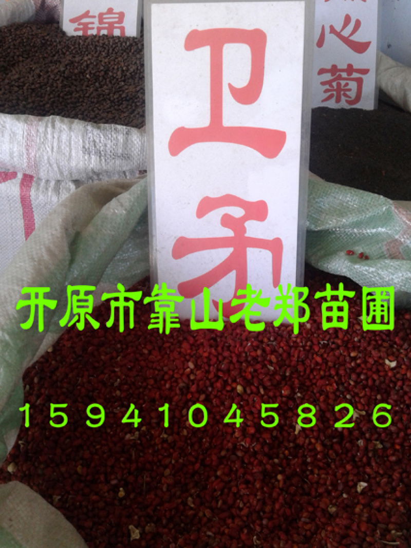 丝棉木种子