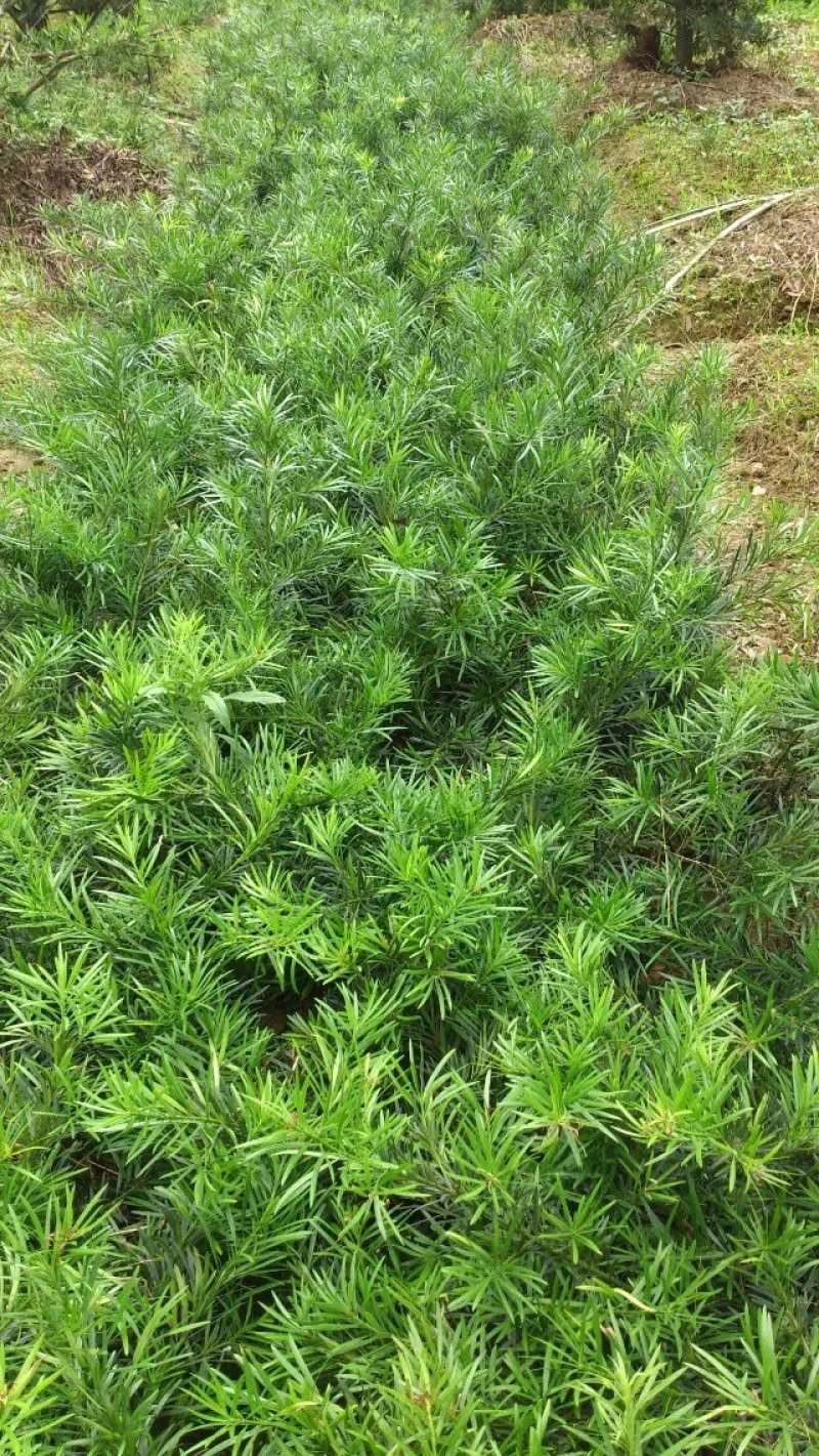 罗汉松苗