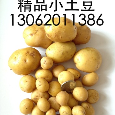 丽薯二号土豆