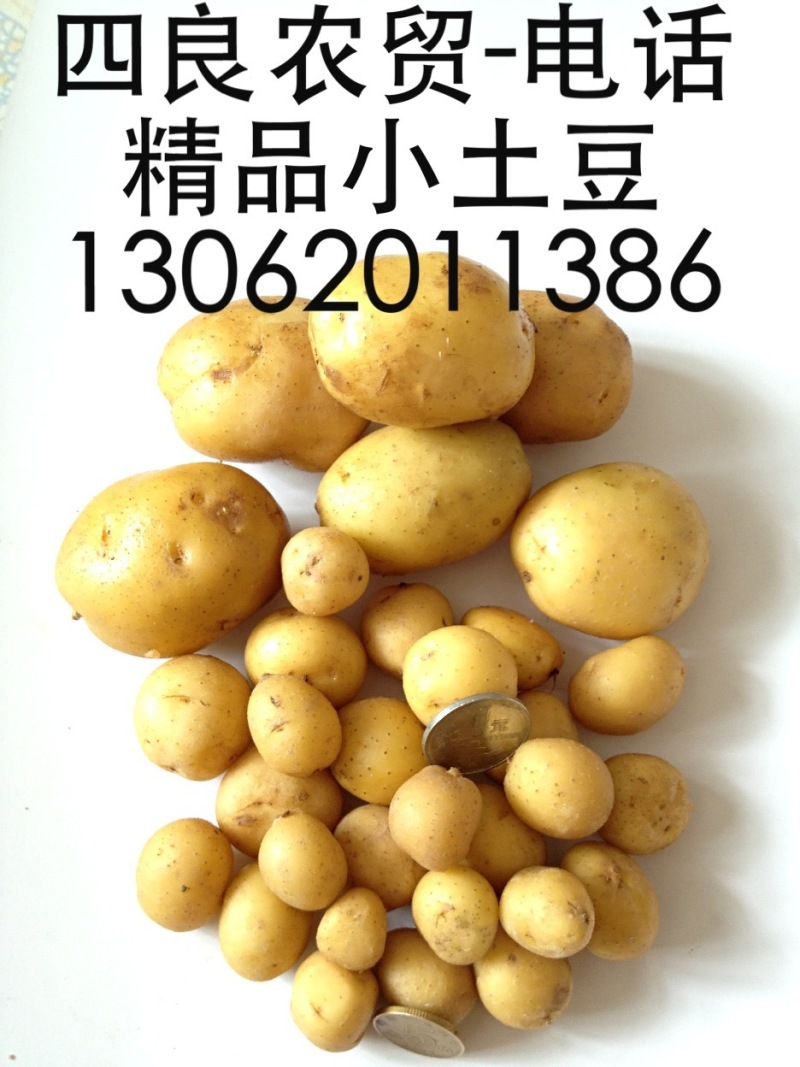 丽薯二号土豆