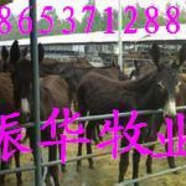 三粉驴