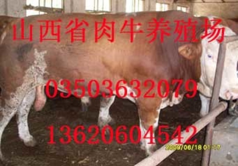 西门塔尔牛
