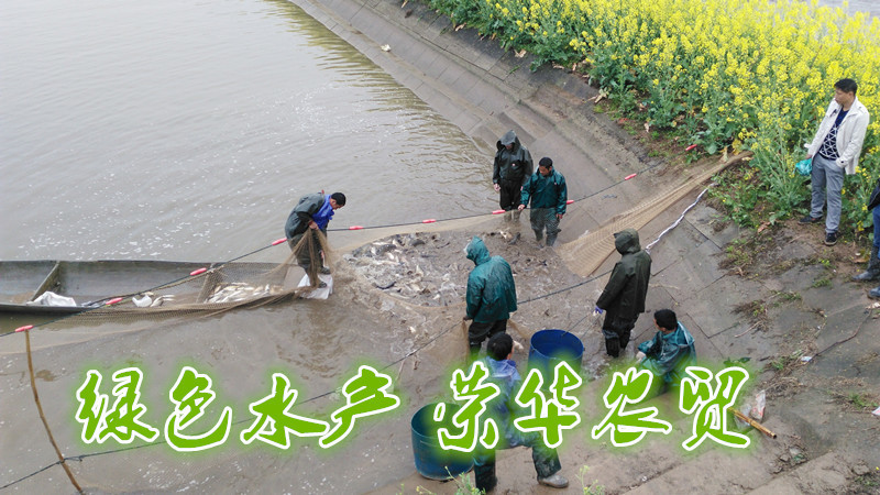 草鱼食用人工养殖活鱼1~2.5公斤