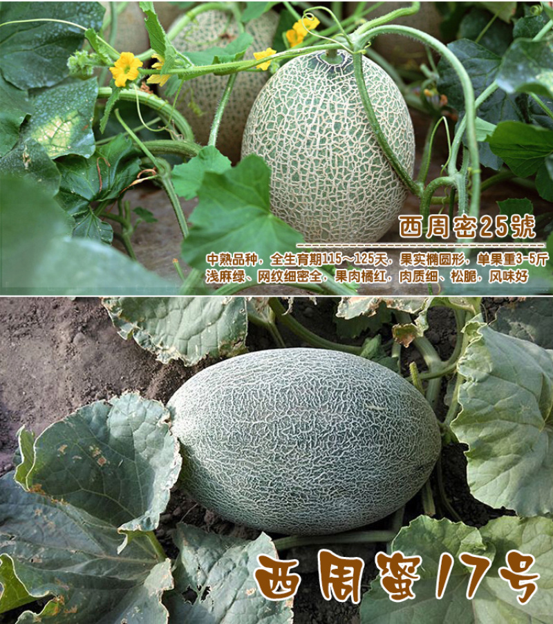 西州蜜瓜5斤以上椭圆形