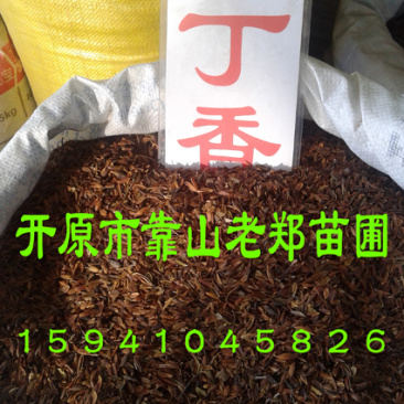 紫丁香种子
