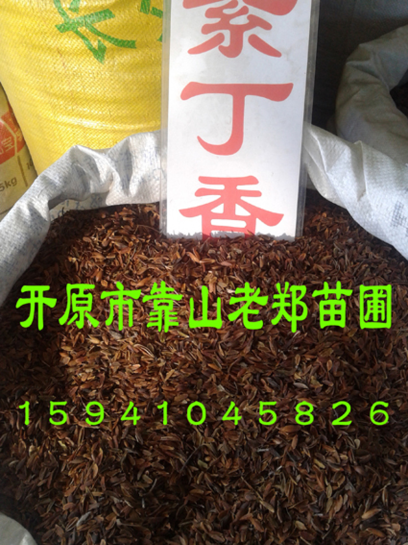 紫丁香种子
