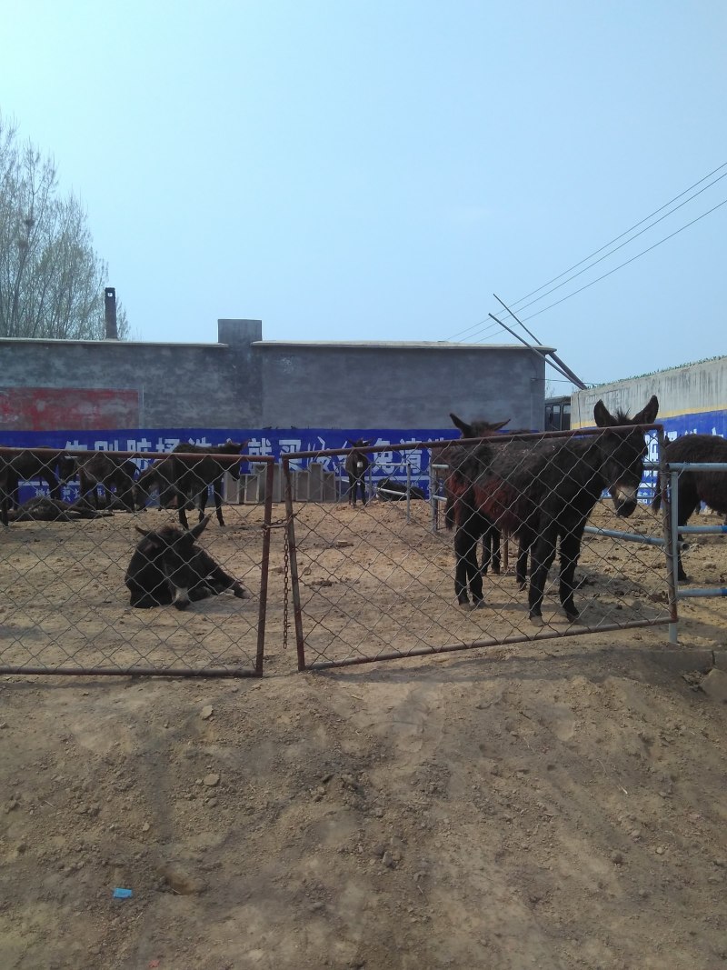 肉驴苗